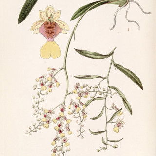 Oncidium_raniferum_-_Edwards_vol_24_NS_1_pl_48_1838