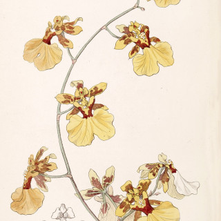Oncidium_reflexum_as_Oncidium_pelicanum_-_Edwards_vol_33_NS_10_pl_70_1847