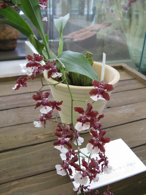 Oncidium sharry2