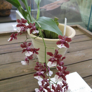 Oncidium_sharry2