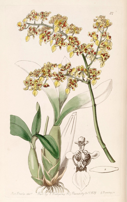 Oncidium venustum (as Oncidium trulliferum) Edwards vol 25 (NS 2) pl 57 (1839)
