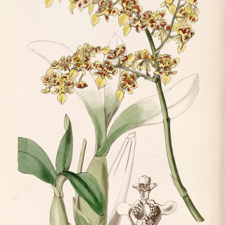 Oncidium_venustum_as_Oncidium_trulliferum_-_Edwards_vol_25_NS_2_pl_57_1839
