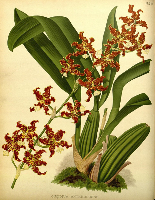 R. Warner & B.S. Williams The Orchid Album volume 09 plate 392 (1891)