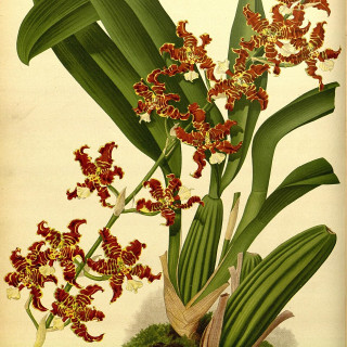 R._Warner__B.S._Williams_-_The_Orchid_Album_-_volume_09_-_plate_392_1891