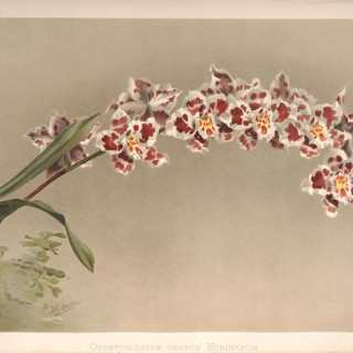 Reichenbachia_-_Second_Series_vol._1_TAB._05