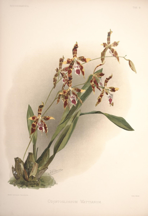 Reichenbachia Second Series vol. 1 (TAB. 09)