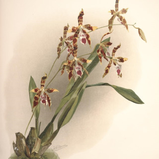 Reichenbachia_-_Second_Series_vol._1_TAB._09