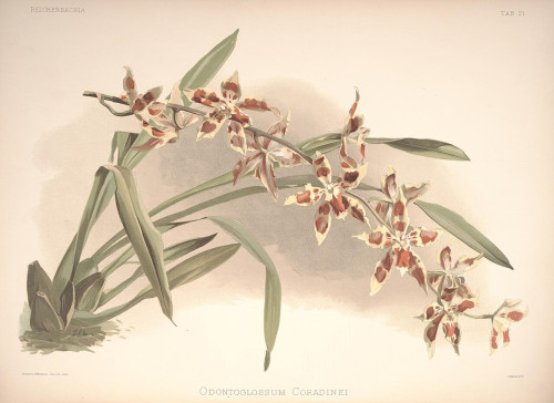 Reichenbachia Second Series vol. 1 (TAB. 21)