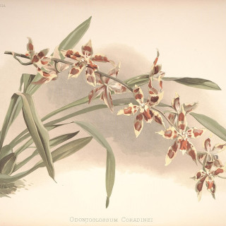 Reichenbachia_-_Second_Series_vol._1_TAB._21