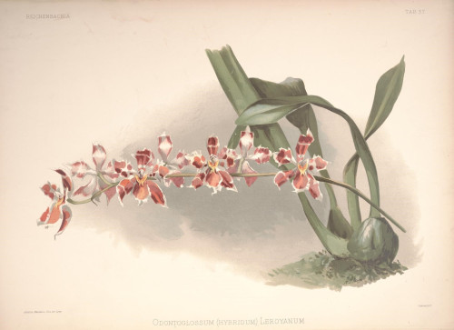 Reichenbachia Second Series vol. 1 (TAB. 37)