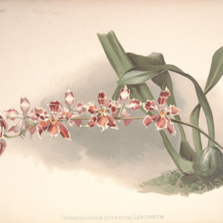Reichenbachia_-_Second_Series_vol._1_TAB._37