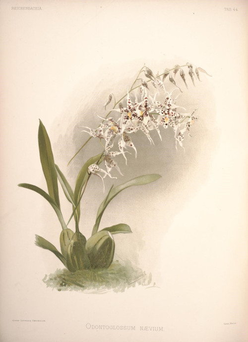 Reichenbachia Second Series vol. 1 (TAB. 44)