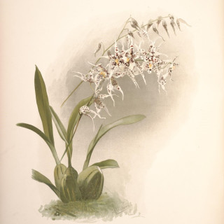 Reichenbachia_-_Second_Series_vol._1_TAB._44