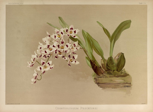 Reichenbachia_-_Second_Series_vol._2_TAB._71.jpg