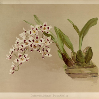 Reichenbachia_-_Second_Series_vol._2_TAB._71