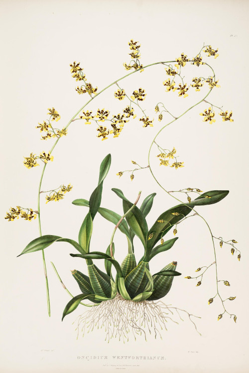 The Orchidaceae of Mexico and Guatemala (Tab. XXXIX) BHL769242