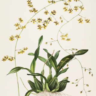 The_Orchidaceae_of_Mexico_and_Guatemala_Tab._XXXIX_BHL769242