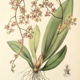 Trichocentrum_carthagenense