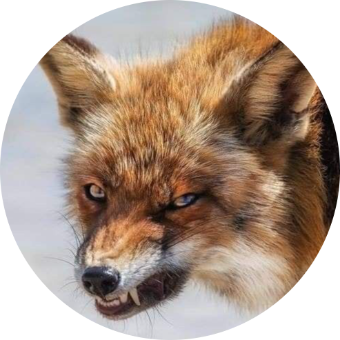 47995a82e25d71ad85b30735016cf75a-modified.png