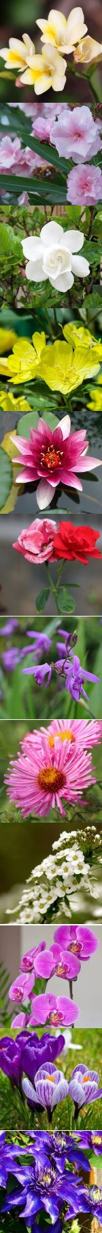 Flowers-Anagrams-1.jpg